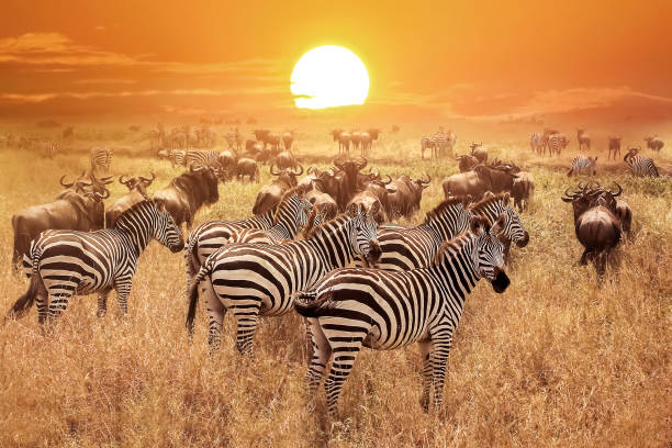 Sunset In Serengeti National Park